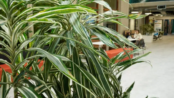 Algemeen beeld van planten in de gangen