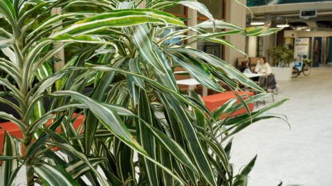 Algemeen beeld van planten in de gangen